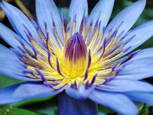 Load image into Gallery viewer, Water Lily, Blue