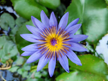 Load image into Gallery viewer, Water Lily, Blue