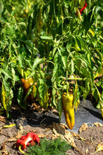 Load image into Gallery viewer, Pepper, Cubanelle
