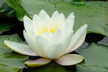 Load image into Gallery viewer, Water Lily, White