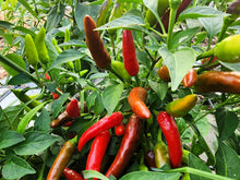 Load image into Gallery viewer, Pepper, Tabasco