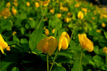 Load image into Gallery viewer, Peanut, Bailey II