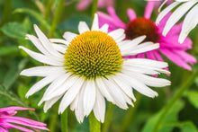 Load image into Gallery viewer, Echinacea