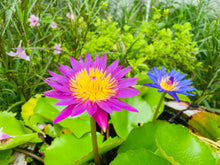Load image into Gallery viewer, Lotus, Mixed Colors - Organic