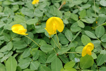 Load image into Gallery viewer, Peanut, Jumbo Virginia