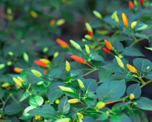 Load image into Gallery viewer, Pepper, Tabasco