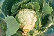 Load image into Gallery viewer, Cauliflower, Snowball