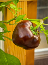 Load image into Gallery viewer, Pepper, Chocolate Beauty Bell