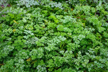 Load image into Gallery viewer, Parsley, Flat Leaf