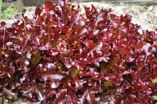 Load image into Gallery viewer, Lettuce, Leaf Red Salad Bowl