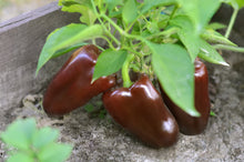 Load image into Gallery viewer, Pepper, Chocolate Beauty Bell