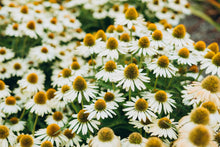 Load image into Gallery viewer, Echinacea