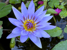 Load image into Gallery viewer, Water Lily, Blue