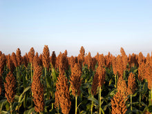 Load image into Gallery viewer, Sorghum, Wild Game Food