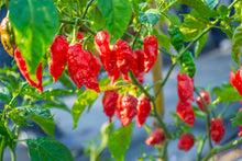 Load image into Gallery viewer, Pepper, Ghost