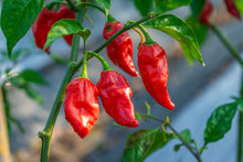 Load image into Gallery viewer, Pepper, Ghost