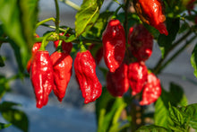 Load image into Gallery viewer, Pepper, Ghost