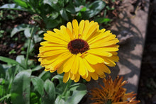 Load image into Gallery viewer, Marigold, Pacific Beauty