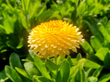 Load image into Gallery viewer, Marigold, Pacific Beauty