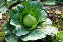 Load image into Gallery viewer, Cabbage, Flat Dutch Late
