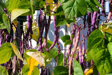 Load image into Gallery viewer, Bean, Royalty Purple Pod