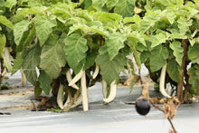 Load image into Gallery viewer, Eggplant, White Star Finger Fruit