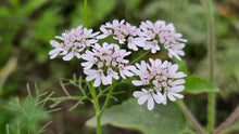 Load image into Gallery viewer, Cilantro, Fiesta Green
