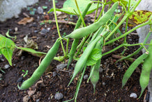 Load image into Gallery viewer, Bean, Romano Bush