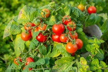 Load image into Gallery viewer, Tomato, Cherry Tiny Tim