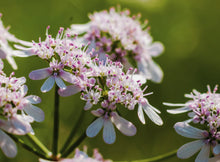 Load image into Gallery viewer, Cilantro, Leisure