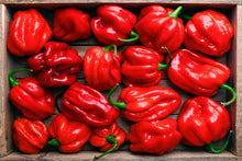 Load image into Gallery viewer, Pepper, Habanero Red
