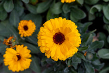 Load image into Gallery viewer, Marigold, Pacific Beauty