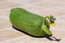 Load image into Gallery viewer, Luffa