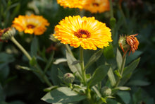 Load image into Gallery viewer, Marigold, Pacific Beauty