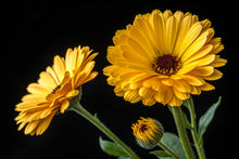 Load image into Gallery viewer, Marigold, Pacific Beauty