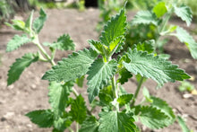 Load image into Gallery viewer, Catnip, Lemony