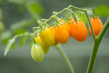 Load image into Gallery viewer, Tomato, Yellow Plum