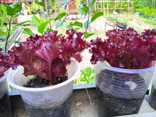 Load image into Gallery viewer, Lettuce, Leaf Red Salad Bowl