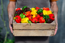 Load image into Gallery viewer, Pepper, Habanero Mix