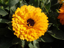 Load image into Gallery viewer, Marigold, Pacific Beauty