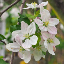 Load image into Gallery viewer, Apple, Honeycrisp™