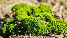 Load image into Gallery viewer, Parsley, Moss Curled
