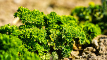 Load image into Gallery viewer, Parsley, Moss Curled