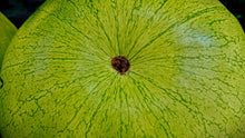 Load image into Gallery viewer, Watermelon, Charleston Gray