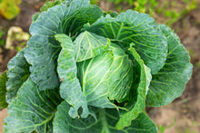 Load image into Gallery viewer, Cabbage, Copenhagen Market Early