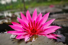 Load image into Gallery viewer, Lotus, Mixed Colors - Organic