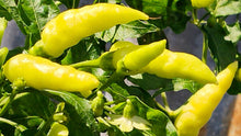 Load image into Gallery viewer, Pepper, Banana Sweet