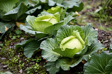 Load image into Gallery viewer, Cabbage, Copenhagen Market Early