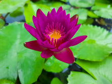 Load image into Gallery viewer, Lotus, Mixed Colors - Organic