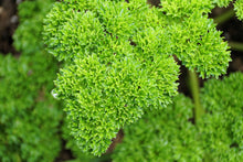 Load image into Gallery viewer, Parsley, Moss Curled